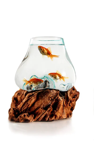 Gouden Vissen Het Decoratieve Fishbowl Staande Houten Standaard Isolatie Witte — Stockfoto