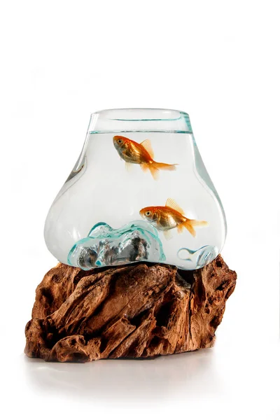 Gouden Vissen Het Decoratieve Fishbowl Staande Houten Standaard Isolatie Witte — Stockfoto