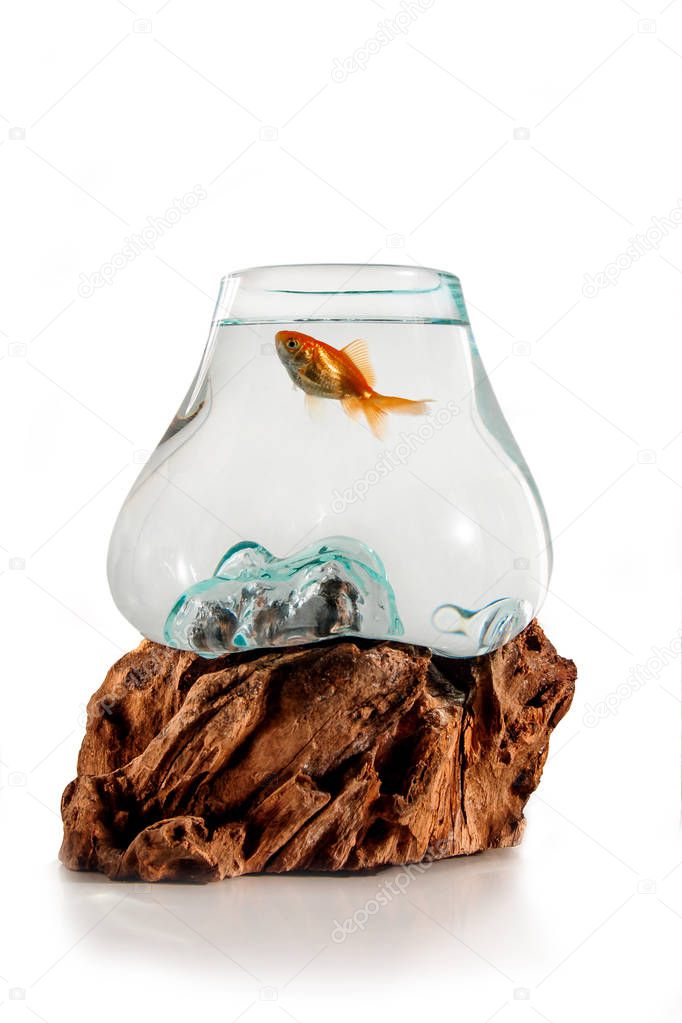 Gold fish in the decorative fishbowl standing on the wooden stand isolation on the white background. Aquarium with fish for Iranian Nauryz