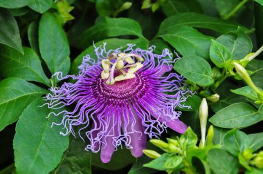 Mor Passiflora çiçek yaprakları ile bahçesinde