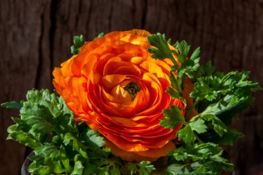 Ranunculus Asiaticus veya Farsça Buttercup turuncu çiçek ahşap arka plan