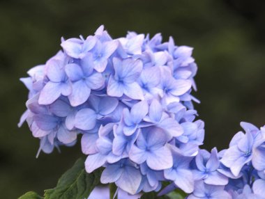 Bahçedeki Blaue Hortensie