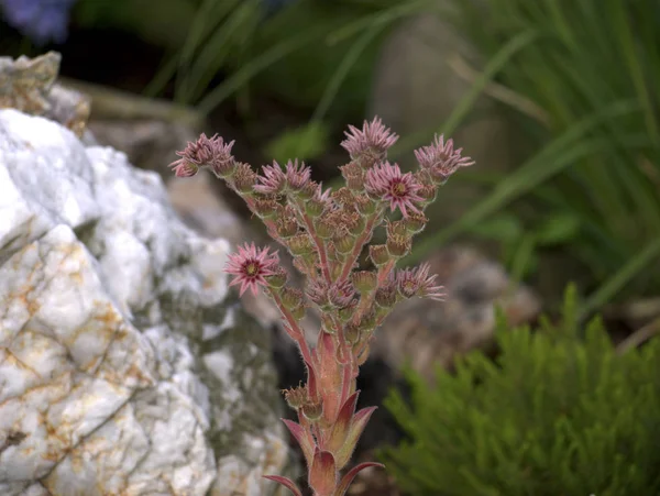 Waldfeilchen Garten Nahaufnahme — Fotografia de Stock