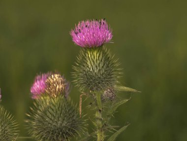 Weizen im schnen Sonnenschein