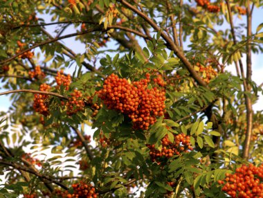 Weizen im schnen Sonnenschein