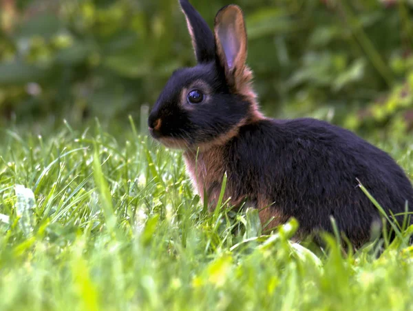 Rassekaninchen Schwarzloh Garten — Foto Stock