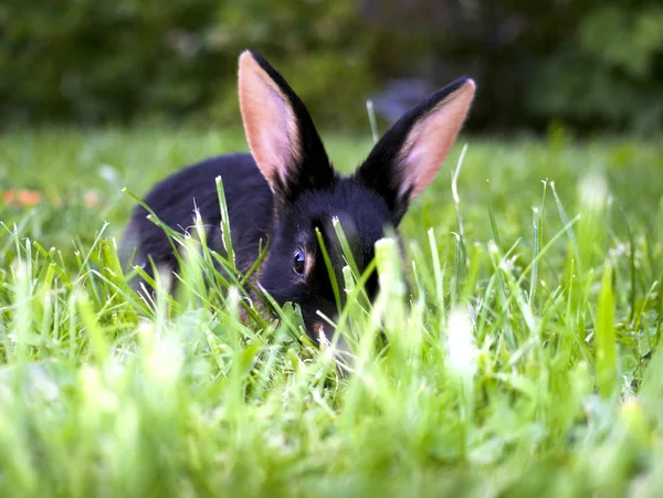 Rassekaninchen Schwarzloh Garten — Foto Stock