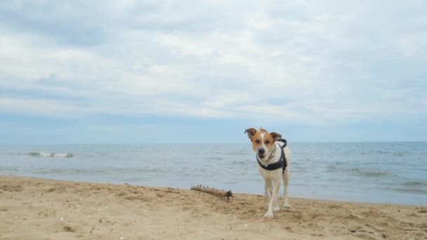 Hunden leker på stranden Royaltyfri Stockvideo