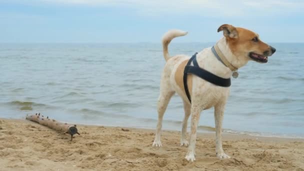 Passeggiate dei cani sulla spiaggia — Video Stock