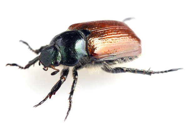 Argonum beetle close-up — Stock Photo, Image