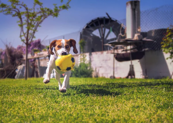 Beagle Welpe Spielt Einem Hinterhof Mit Einem Ball Stockfoto