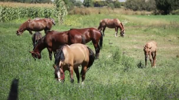 Horses Grazing Eating Field — Stock Video