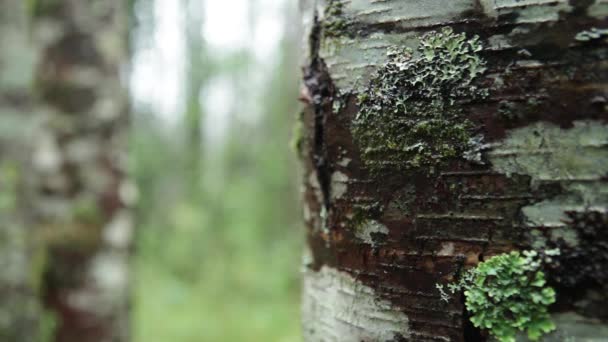 Bosque Huilo Huilo Lluvia Chile — Vídeo de stock