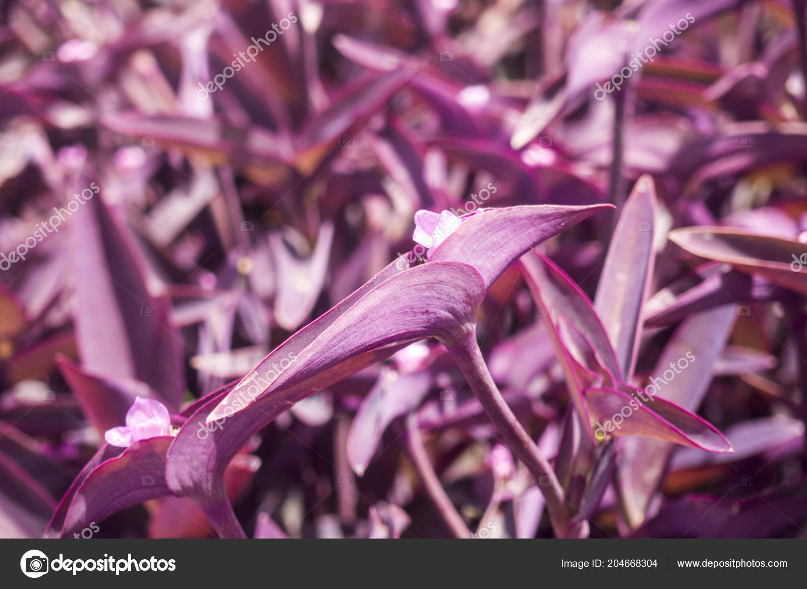 素敵な花背景テクスチャ ストック写真 C Linusek 204668304