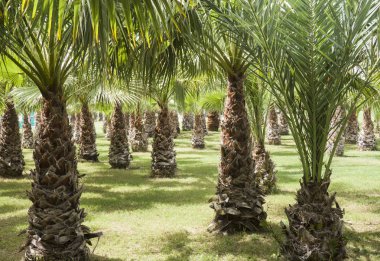 Palmiye ağacı forrest - eğlence