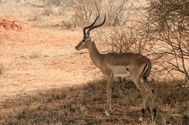 Kenya, Tsavo Doğu - antilop onların yedek