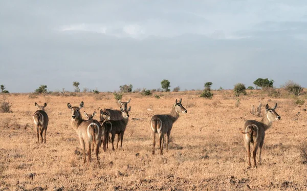 Kenya Tsavo Kelet Antilop Tartalék — Stock Fotó