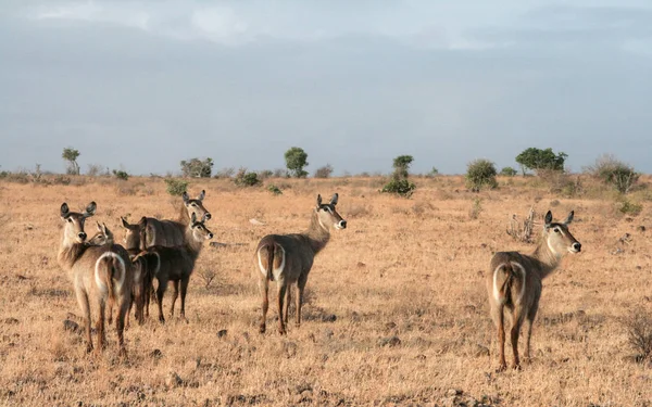 Kenia Tsavo Este Antílope Reserva —  Fotos de Stock