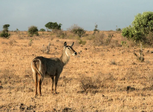 Κένυα Ανατολή Tsavo Αντιλόπη Στο Αποθεματικό Τους — Φωτογραφία Αρχείου