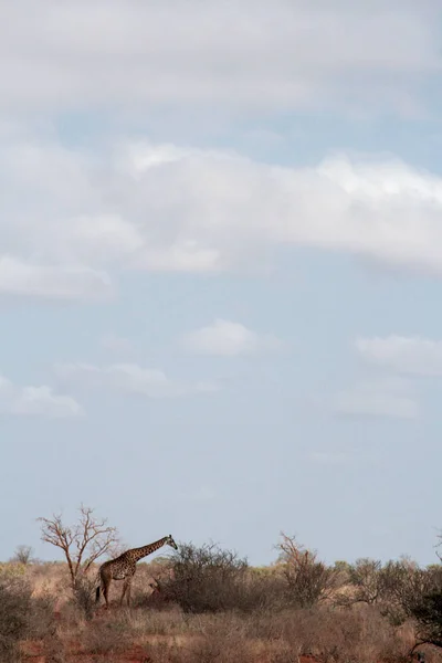 Kenya, Tsavo Doğu - zürafa onların yedek