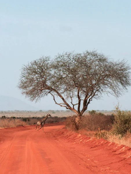 Kenya Tsavo Doğu Zürafa Onların Yedek — Stok fotoğraf