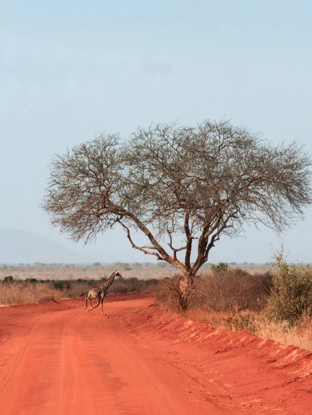 Kenia Tsavo East Żyrafa Ich Rezerwy — Zdjęcie stockowe