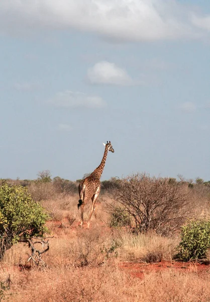 Kenya Tsavo Kelet Zsiráf Tartalékuk — Stock Fotó