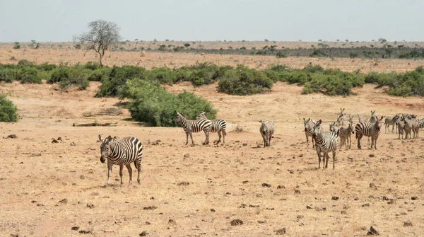 Κένυα Ανατολή Tsavo Ζέβρες Στο Αποθεματικό Τους — Φωτογραφία Αρχείου