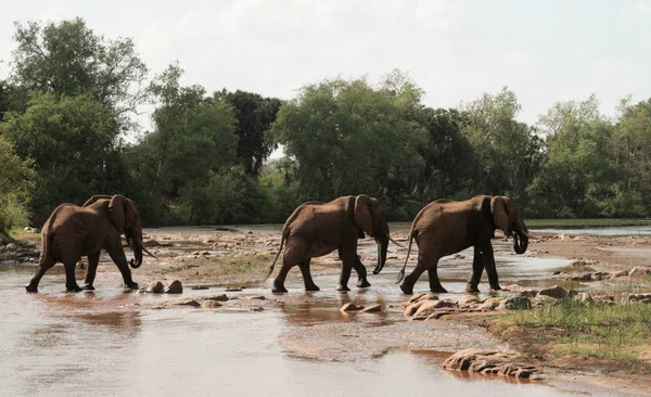 Κένυα Ανατολή Tsavo Ελέφαντες Στο Αποθεματικό Τους — Φωτογραφία Αρχείου
