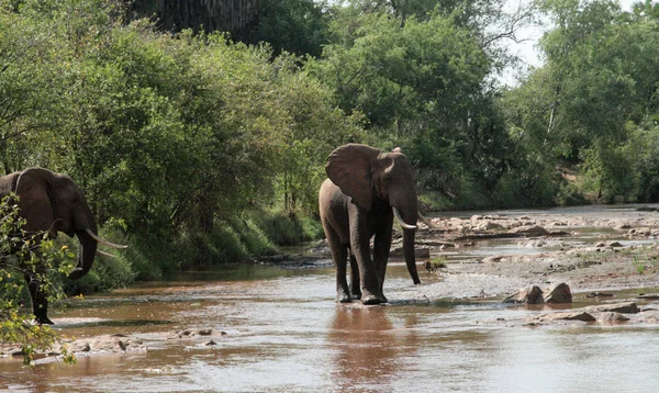 Keňa Tsavo East Sloni Jejich Rezervy — Stock fotografie