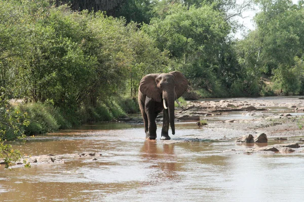 Kenia Tsavo Este Elefantes Reserva —  Fotos de Stock