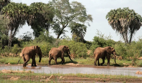 Κένυα Ανατολή Tsavo Ελέφαντες Στο Αποθεματικό Τους — Φωτογραφία Αρχείου