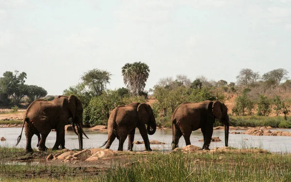 Κένυα Ανατολή Tsavo Ελέφαντες Στο Αποθεματικό Τους — Φωτογραφία Αρχείου