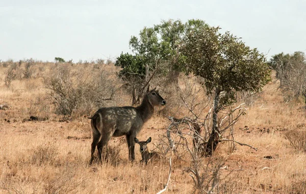 Kenya, Tsavo Doğu - antilop onların yedek