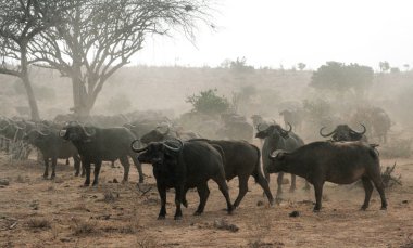 Kenya, Tsavo Doğu - bufalo içinde onların yedek