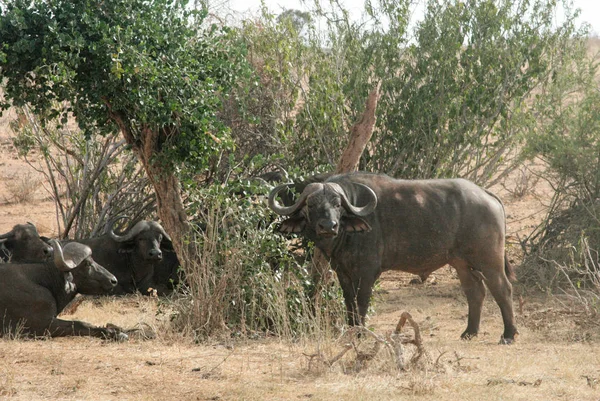 Kenya Tsavo Est Buffalo Nella Loro Riserva — Foto Stock