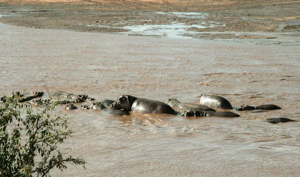 Kenya, Tsavo Doğu - onların yedek su aygırı