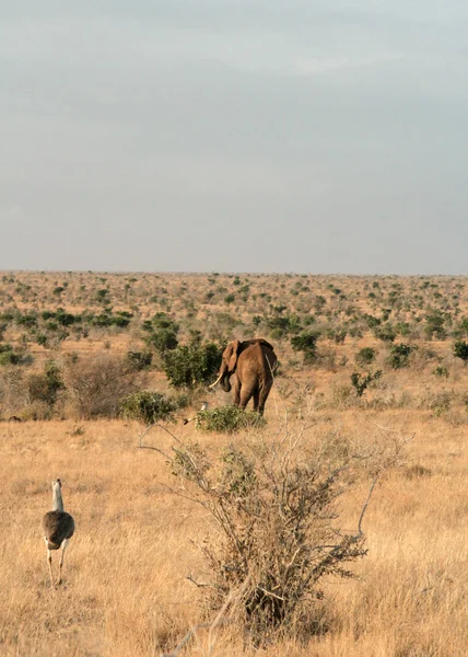 Keňa Tsavo East Pštros Jejich Rezervy — Stock fotografie