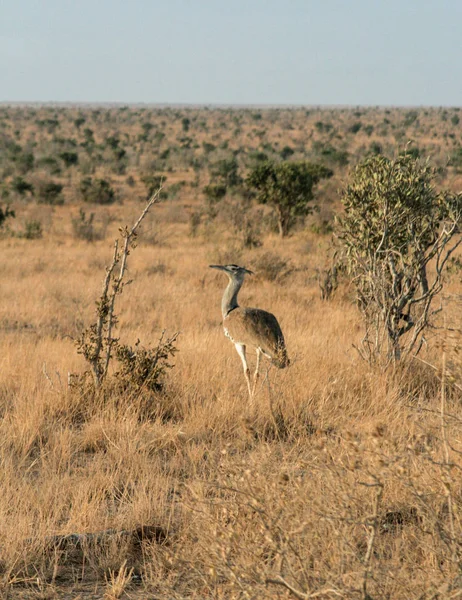 Keňa Tsavo East Pštros Jejich Rezervy — Stock fotografie