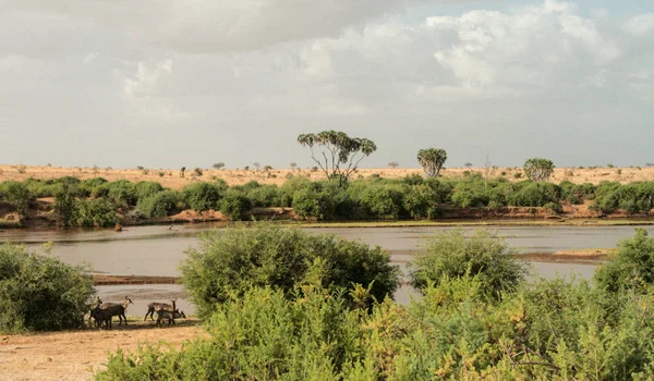 Kenya Tsavo East Nationalpark Und Fluss — Stockfoto