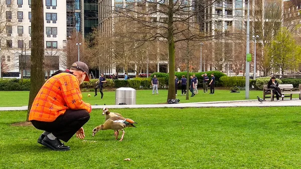 Londra/İngiltere - 21.03.2019: Londra'nın parkında ördek besleyen adam