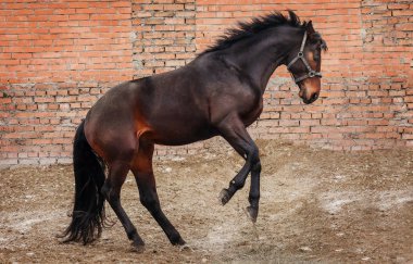 Bay Horse Paddock Özgürlük