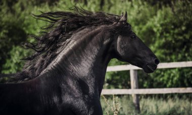 Güzel Friesian Siyah Aygır