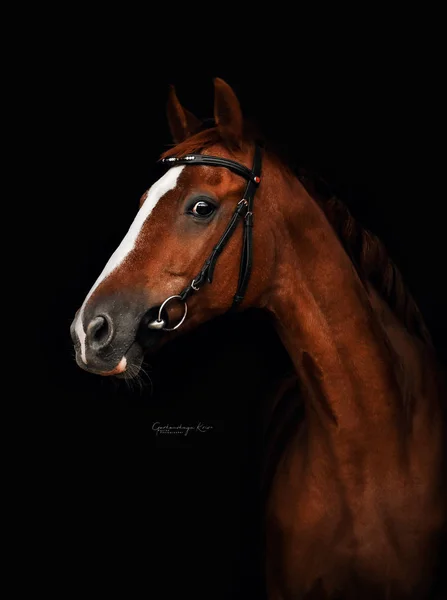 Chestnut Horse Portrait Schwarz — Stockfoto