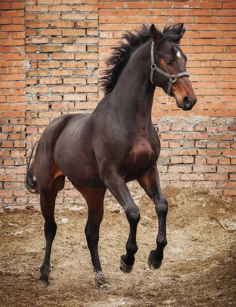 Cavallo Nero Gioca Paddock — Foto Stock