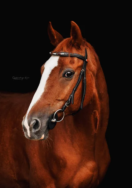 Retrato Cavalo Castanho Fundo Escuro — Fotografia de Stock