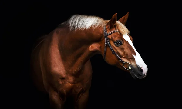 Castanha Cavalo Retrato Fundo — Fotografia de Stock