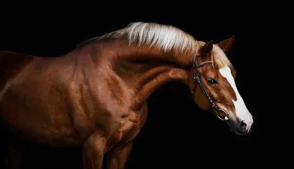 Castan Horse Portret Fundal — Fotografie, imagine de stoc