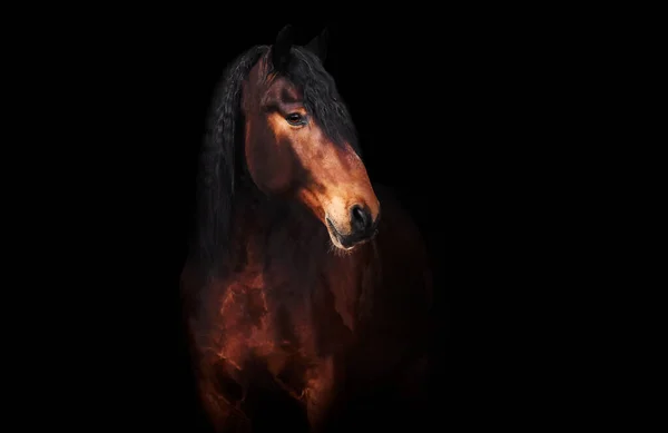 Beautiful Gelding Portrait Background — Stock Photo, Image