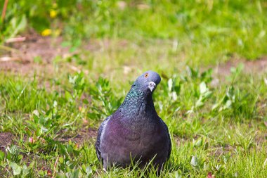 Güvercin onun baş bükülmüş düşünmeye çalışıyorum ile çim oturuyor